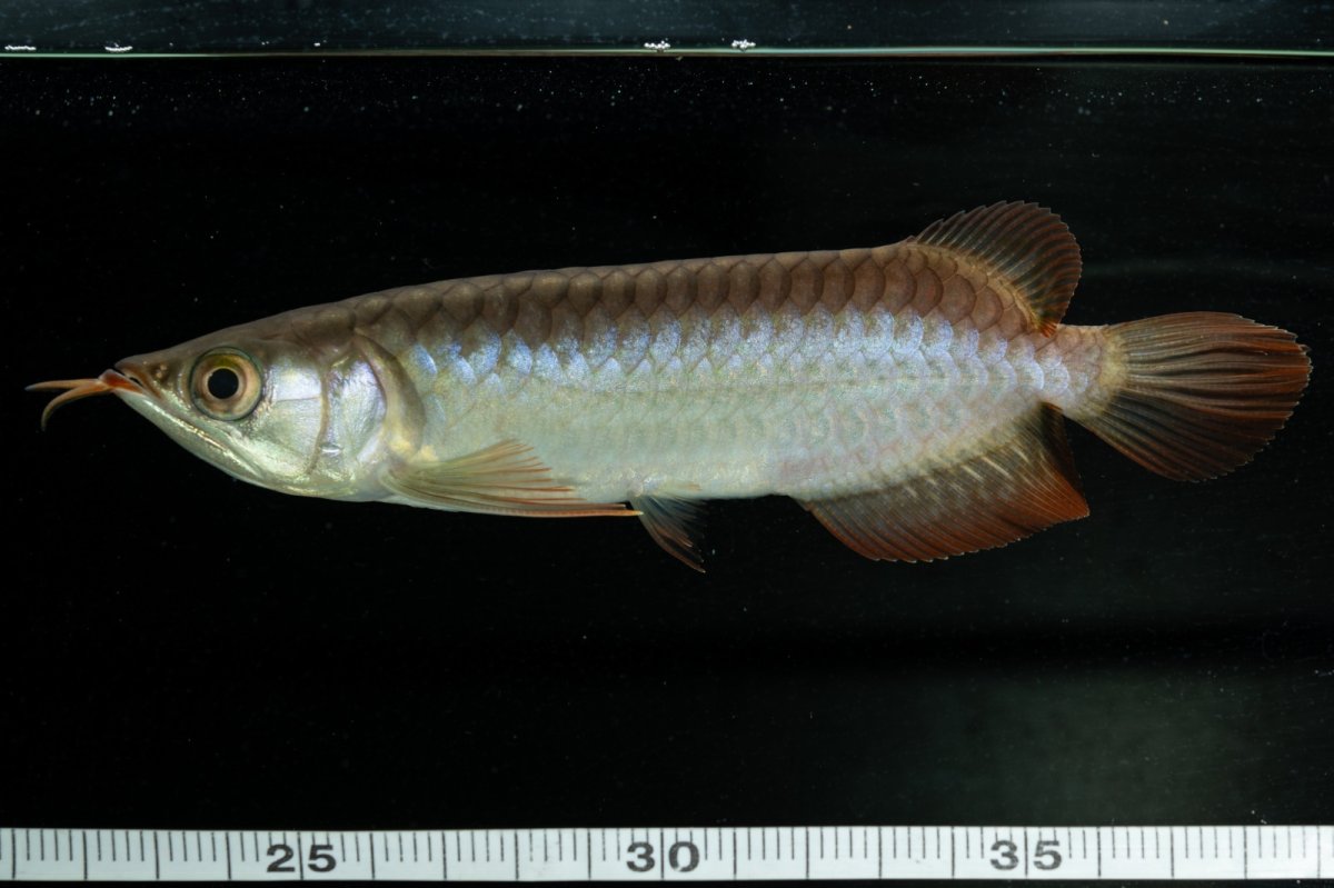 画像5: チリレッド NO.32（インドネシア産） (5)