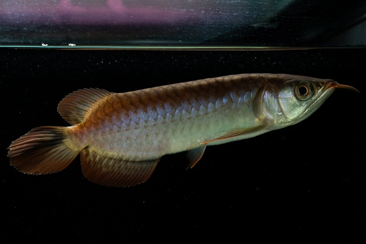 画像4: チリレッド NO.32（インドネシア産） (4)