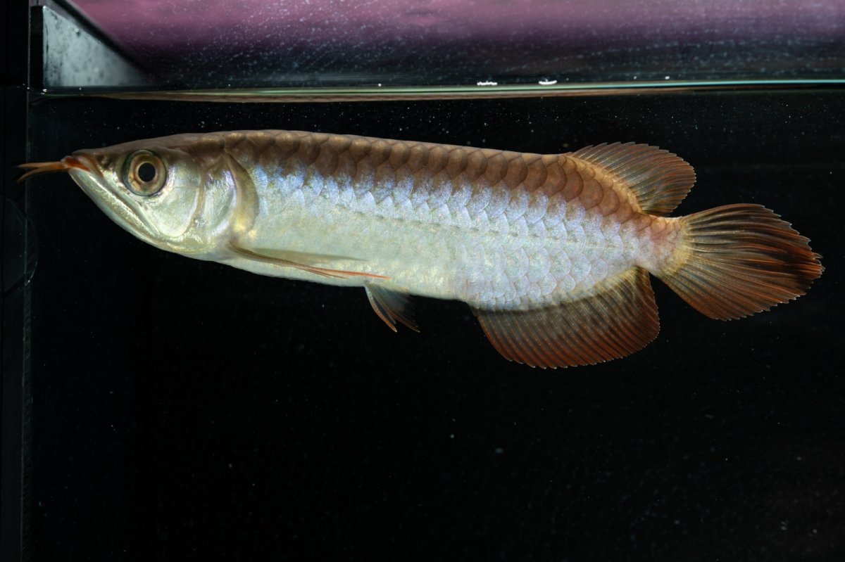 画像2: チリレッド NO.32（インドネシア産） (2)