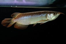 画像3: チリレッド NO.32（インドネシア産） (3)