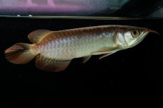 画像1: チリレッド NO.32（インドネシア産） (1)