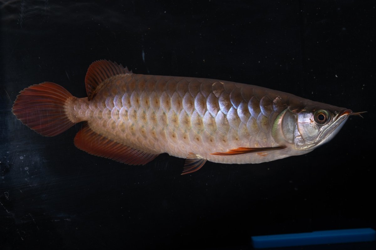 画像2: SUMO NO.33（関脇） (2)