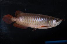 画像2: SUMO NO.33（関脇） (2)