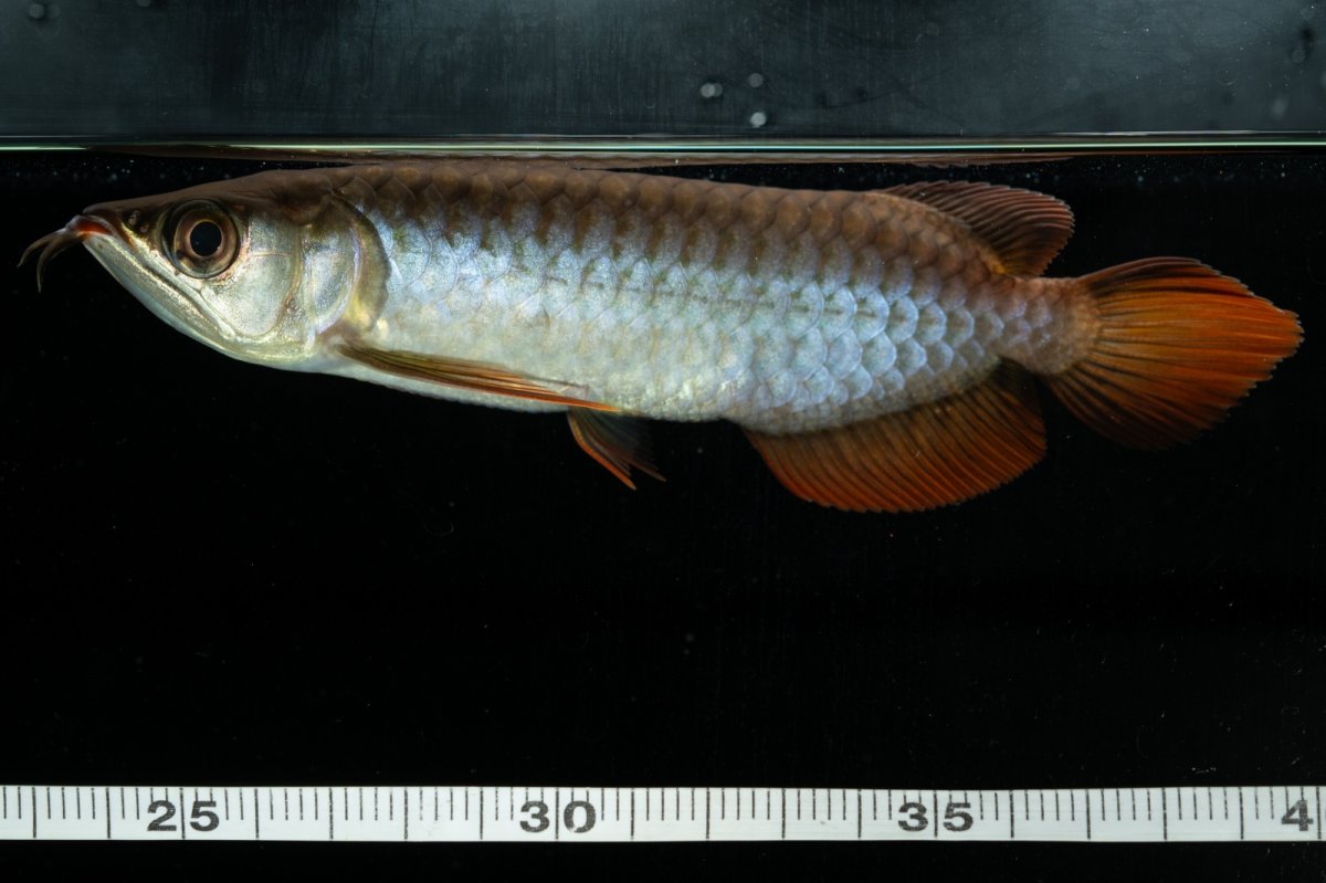 画像6: チリレッド NO.33（インドネシア産） (6)