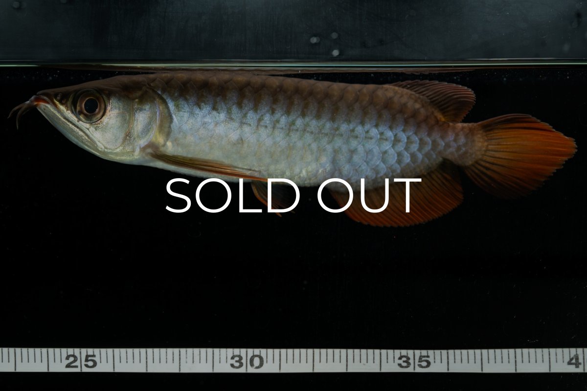 画像6: チリレッド NO.33（インドネシア産） (6)