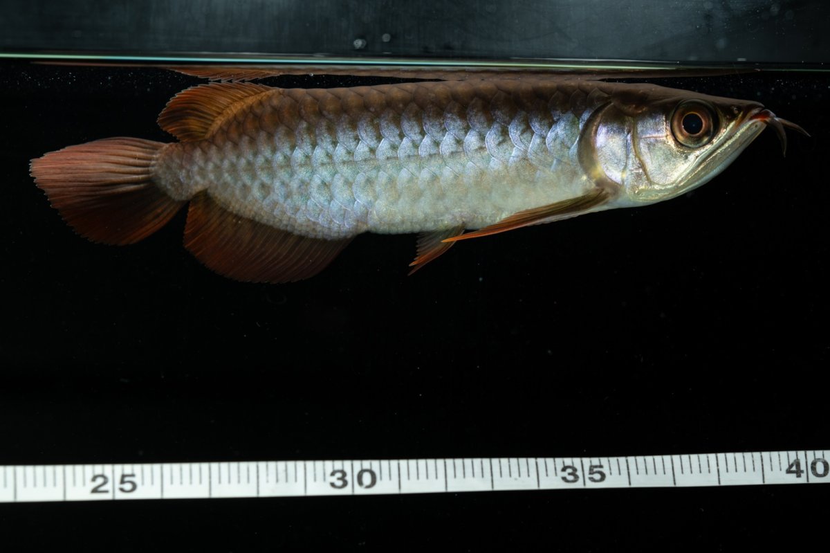 画像5: チリレッド NO.33（インドネシア産） (5)