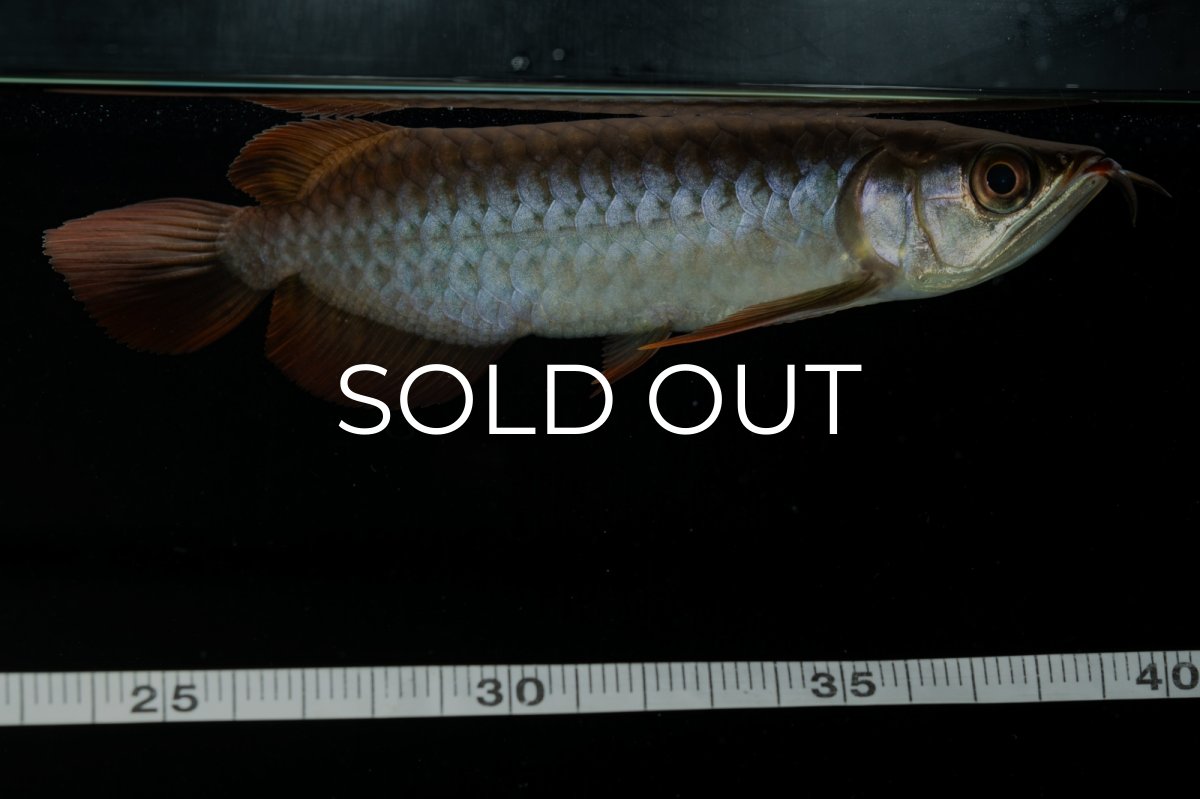 画像5: チリレッド NO.33（インドネシア産） (5)