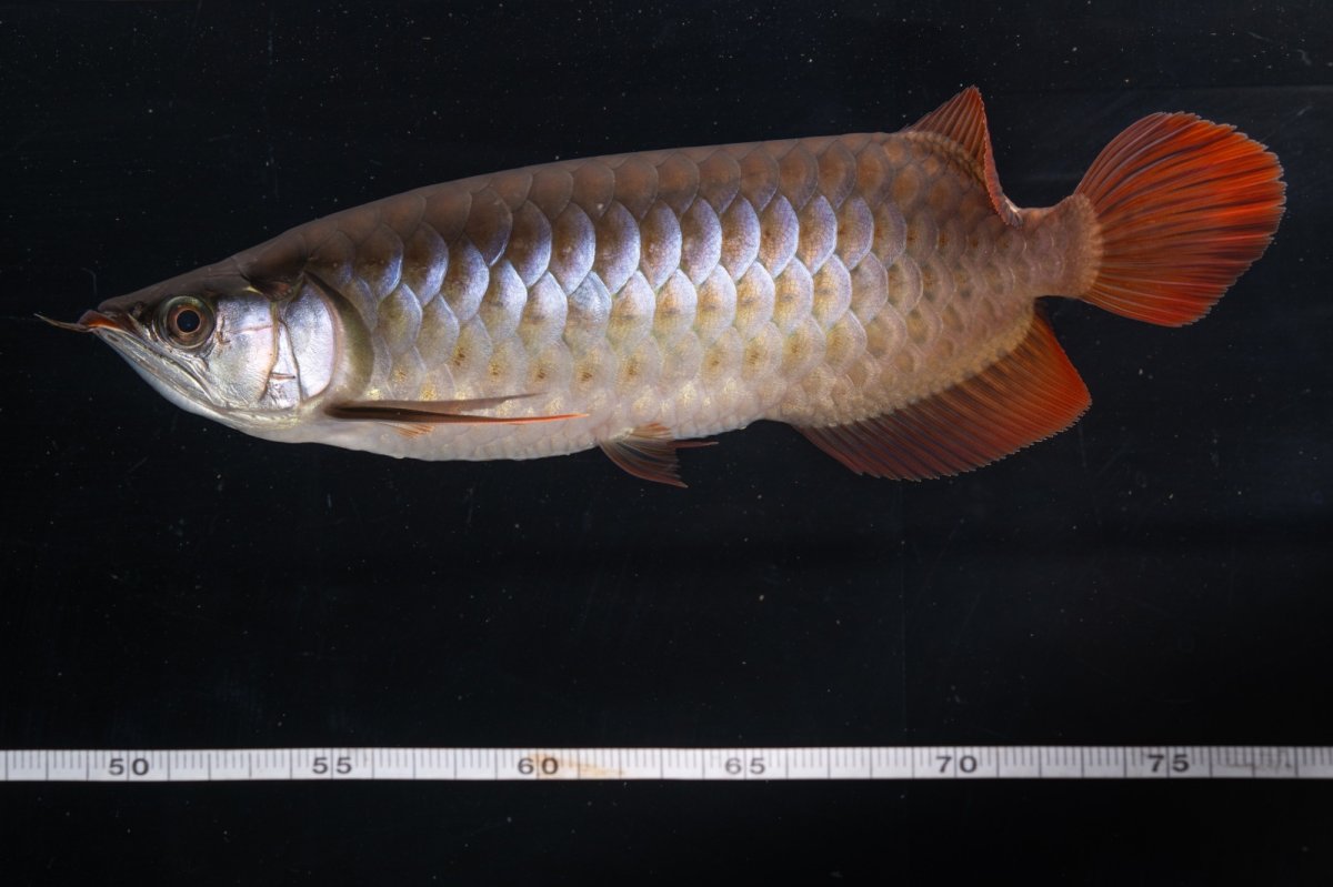 画像11: SUMO NO.33（関脇） (11)