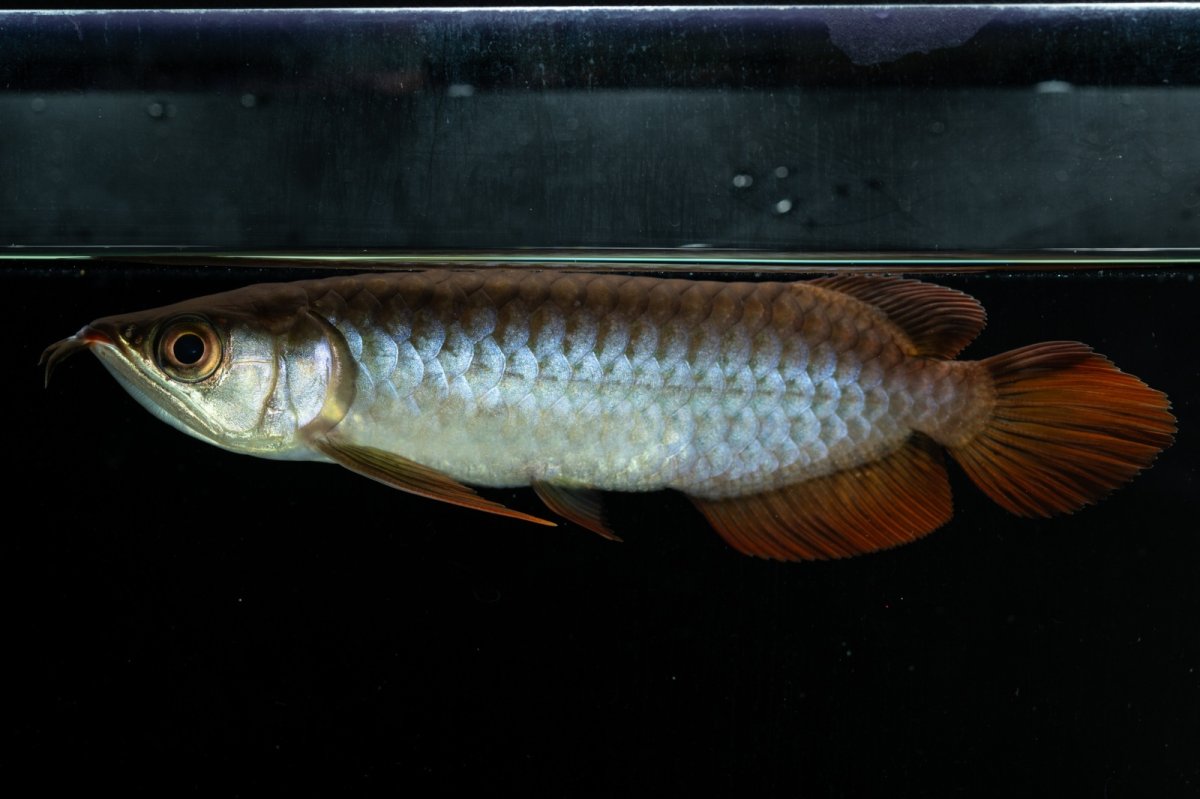 画像2: チリレッド NO.33（インドネシア産） (2)