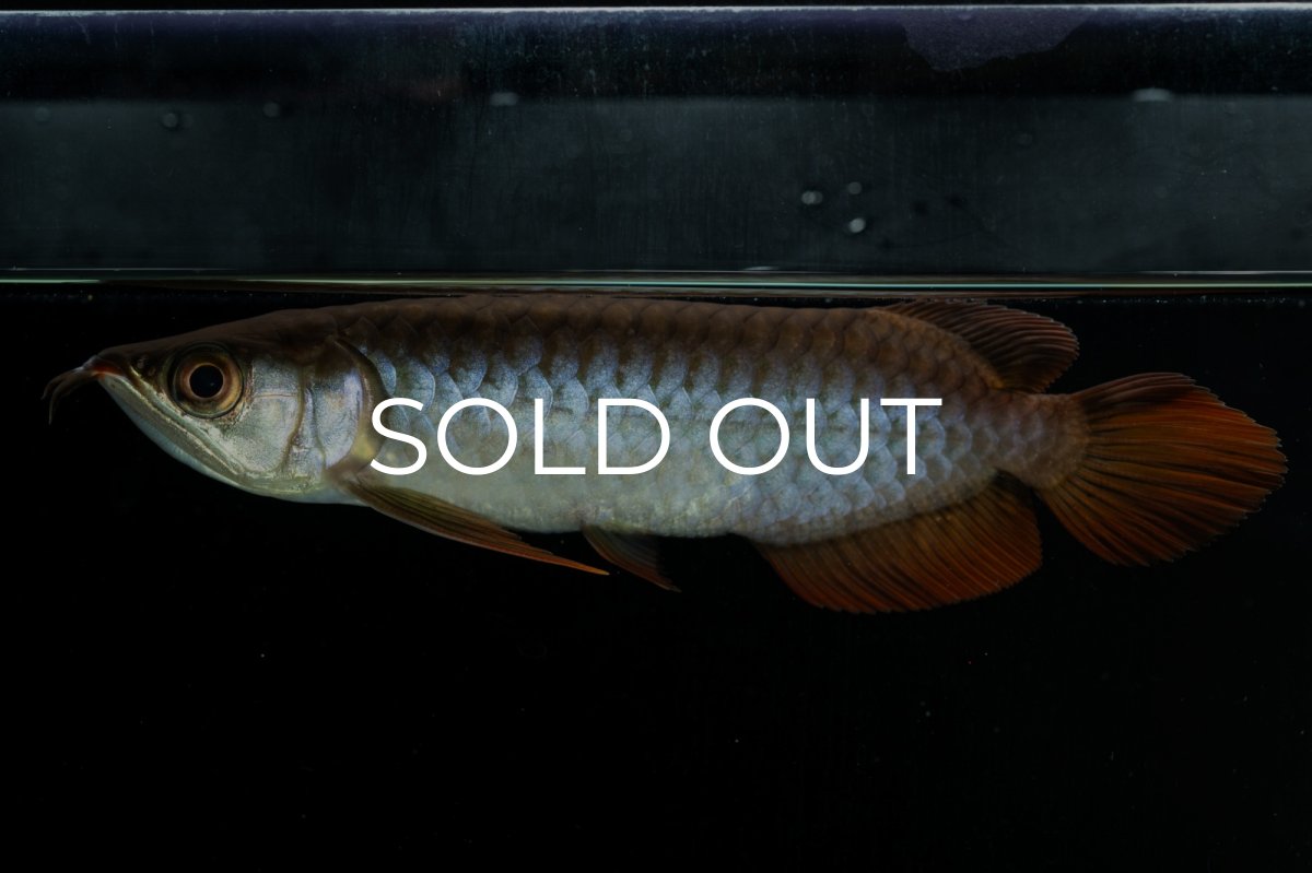 画像2: チリレッド NO.33（インドネシア産） (2)