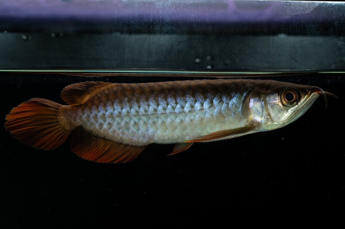 画像4: チリレッド NO.33（インドネシア産） (4)