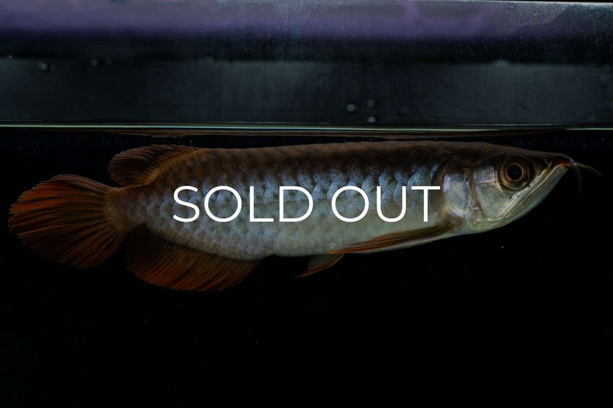 画像4: チリレッド NO.33（インドネシア産） (4)