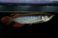 画像4: チリレッド NO.33（インドネシア産） (4)