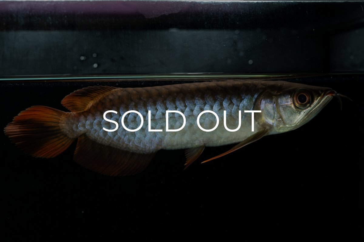 画像3: チリレッド NO.33（インドネシア産） (3)