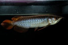 画像3: チリレッド NO.33（インドネシア産） (3)