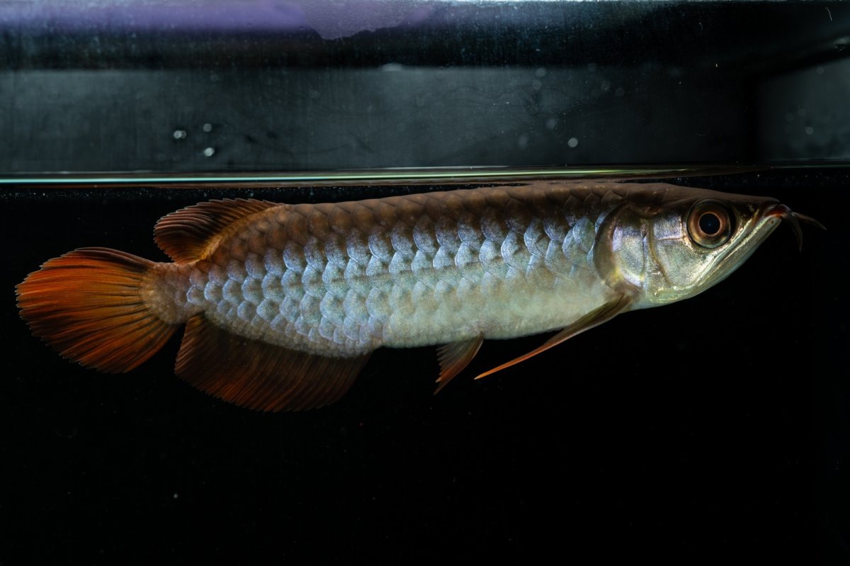 画像1: チリレッド NO.33（インドネシア産） (1)