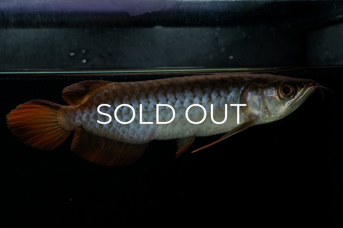 画像1: チリレッド NO.33（インドネシア産） (1)