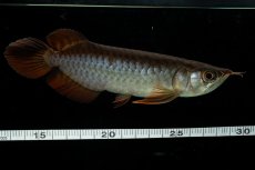 画像9: チリレッド NO.34（インドネシア産） (9)