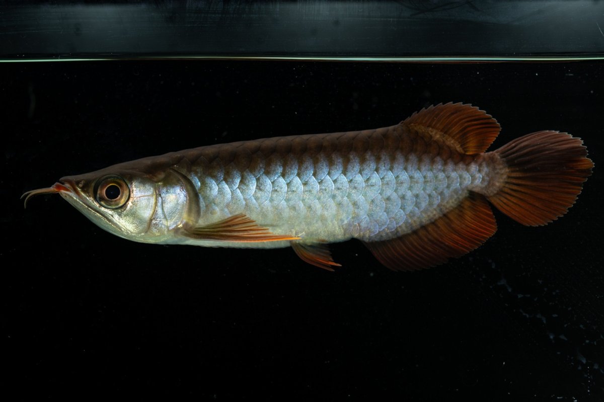 画像6: チリレッド NO.34（インドネシア産） (6)