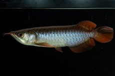 画像4: チリレッド NO.34（インドネシア産） (4)