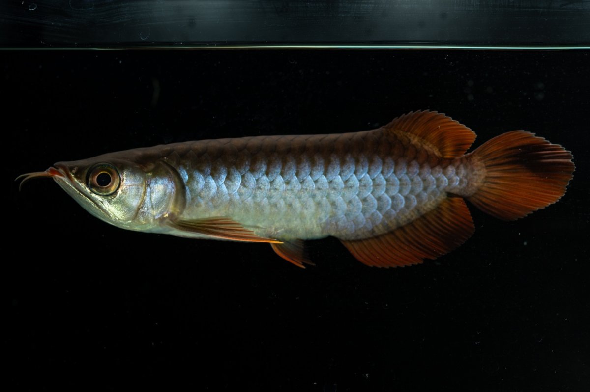 画像2: チリレッド NO.34（インドネシア産） (2)