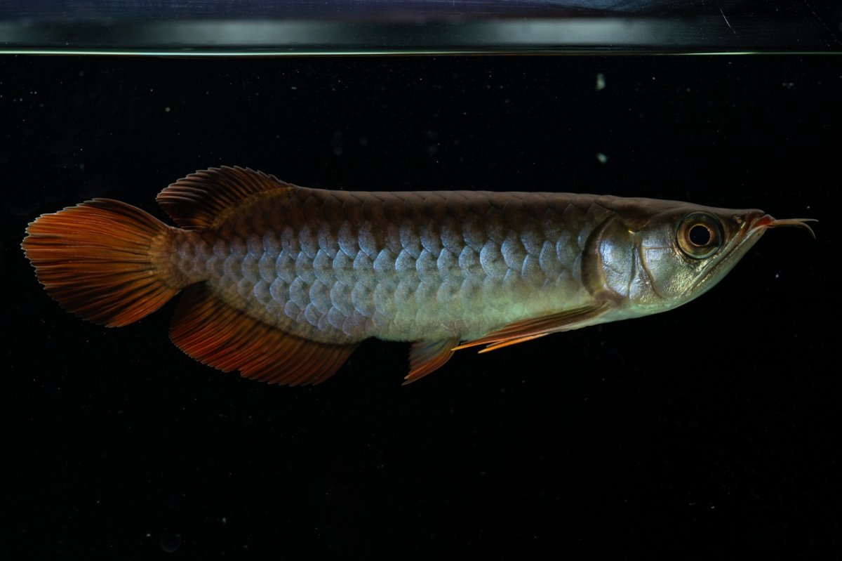 画像7: チリレッド NO.34（インドネシア産） (7)