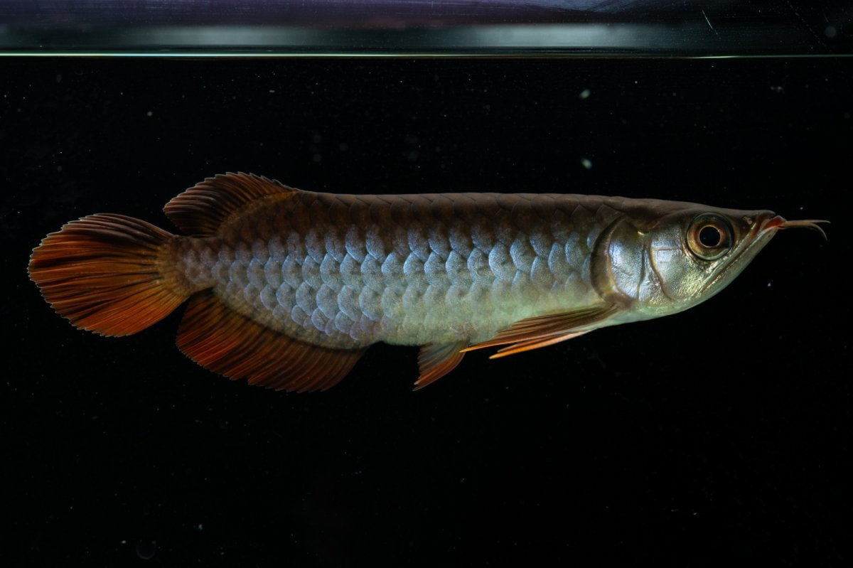 画像5: チリレッド NO.34（インドネシア産） (5)