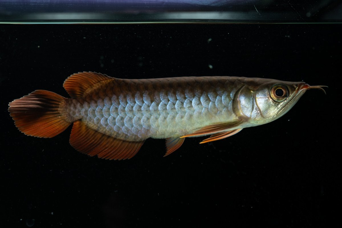 画像3: チリレッド NO.34（インドネシア産） (3)