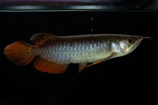 画像1: チリレッド NO.34（インドネシア産） (1)