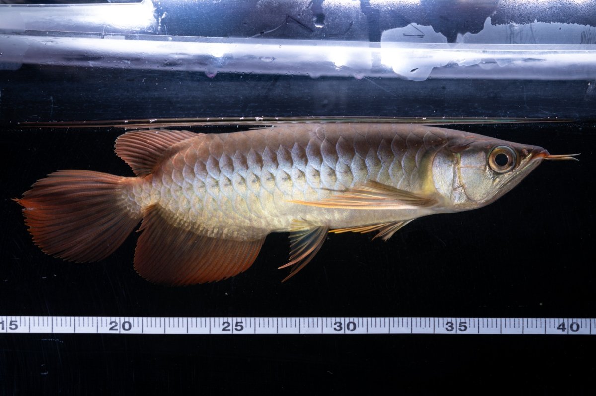 画像6: メタルレッド F4 NO.18（ディナミカカプアス産） (6)