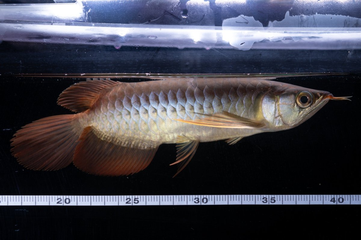 画像5: メタルレッド F4 NO.18（ディナミカカプアス産） (5)