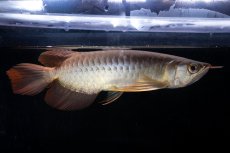 画像4: メタルレッド F4 NO.18（ディナミカカプアス産） (4)