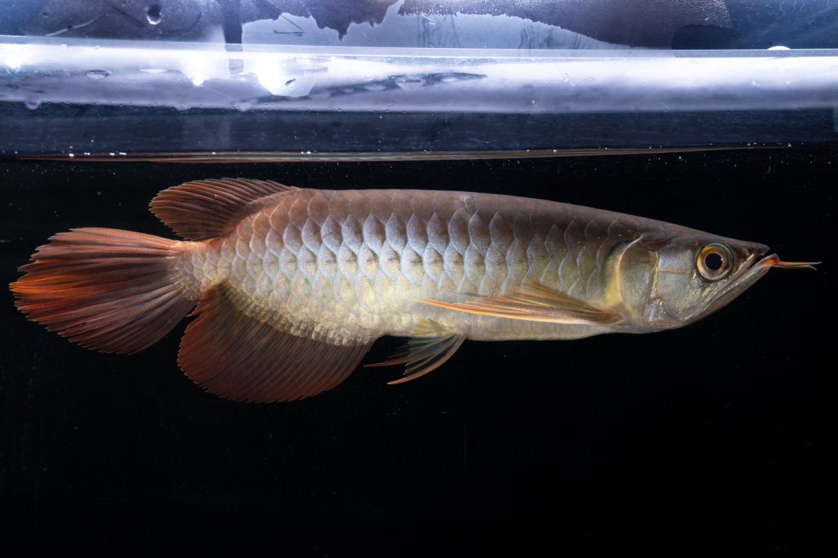 画像1: メタルレッド F4 NO.18（ディナミカカプアス産） (1)