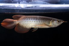 画像1: メタルレッド F4 NO.18（ディナミカカプアス産） (1)