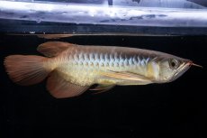 画像3: メタルレッド F4 NO.18（ディナミカカプアス産） (3)