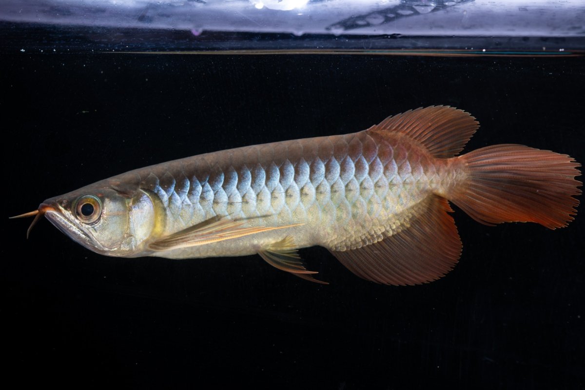 画像2: メタルレッド F4 NO.18（ディナミカカプアス産） (2)