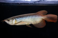 画像2: メタルレッド F4 NO.18（ディナミカカプアス産） (2)