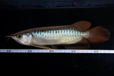 画像15: メタルレッド F4 NO.19（ディナミカカプアス産） (15)