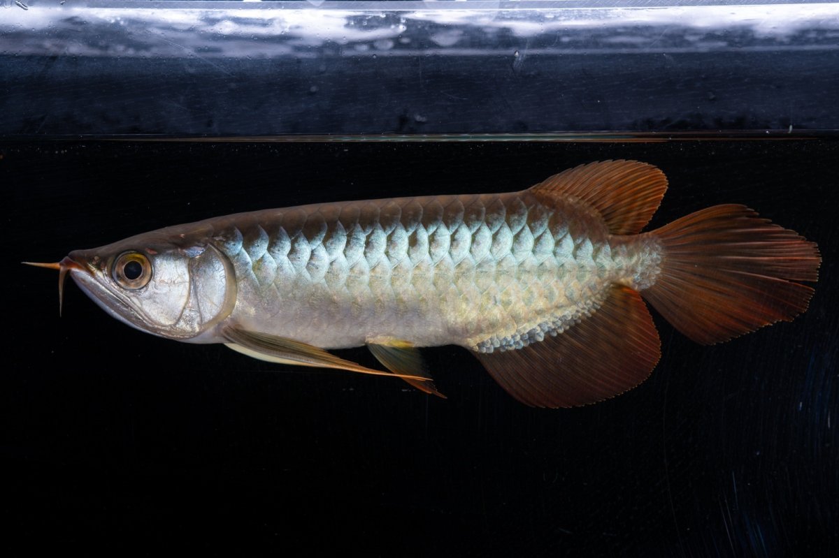 画像13: メタルレッド F4 NO.19（ディナミカカプアス産） (13)