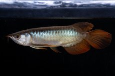 画像12: メタルレッド F4 NO.19（ディナミカカプアス産） (12)