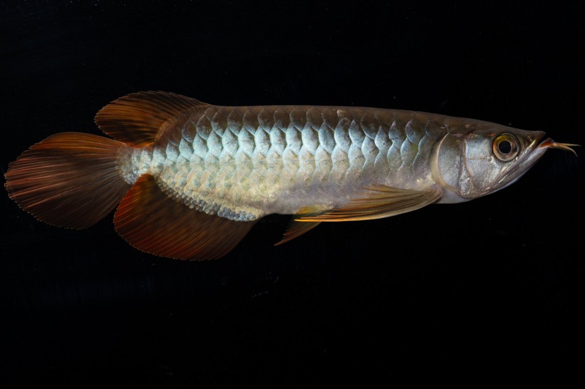 画像10: メタルレッド F4 NO.19（ディナミカカプアス産） (10)