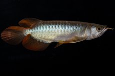 画像10: メタルレッド F4 NO.19（ディナミカカプアス産） (10)