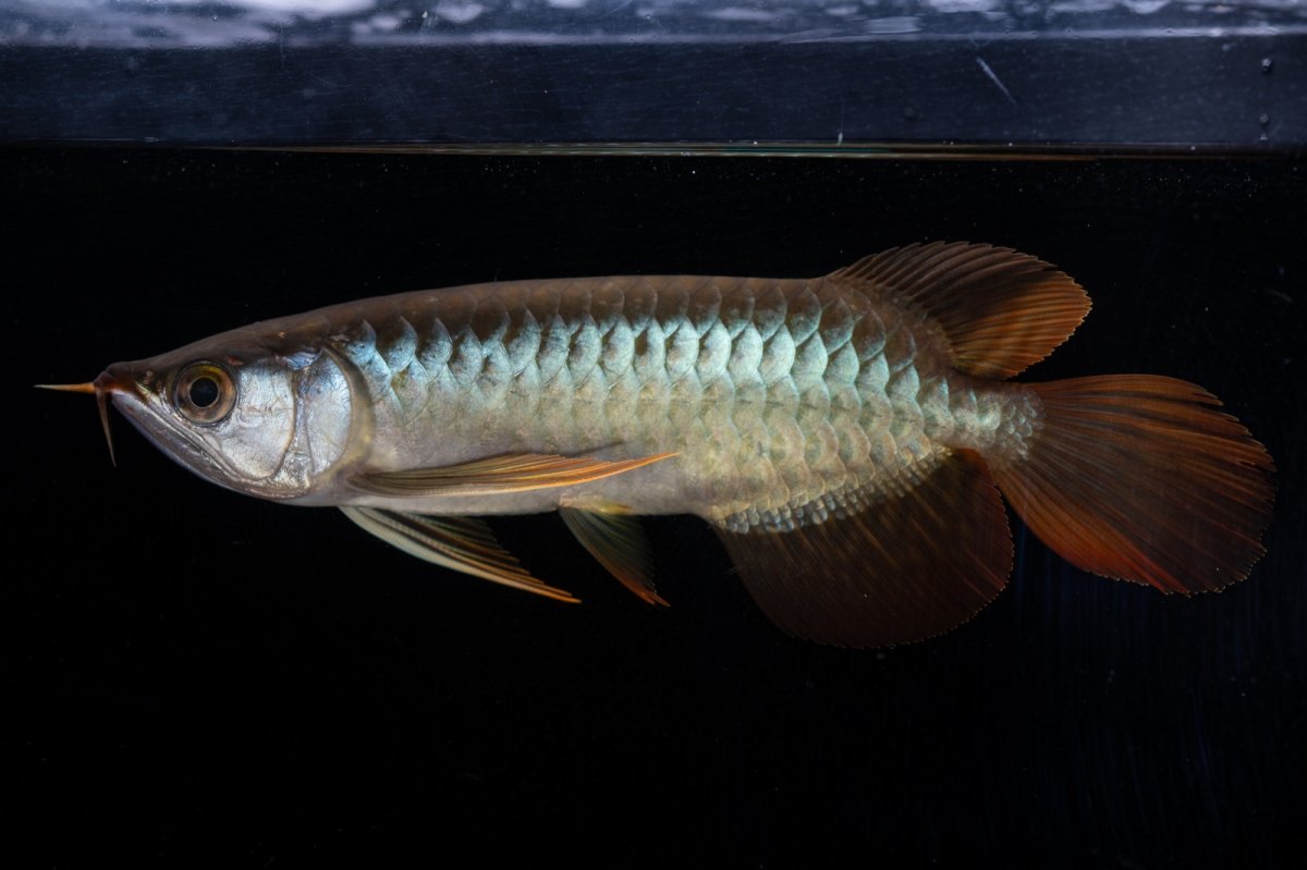 画像11: メタルレッド F4 NO.19（ディナミカカプアス産） (11)