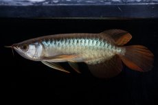 画像11: メタルレッド F4 NO.19（ディナミカカプアス産） (11)