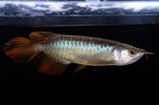 画像8: メタルレッド F4 NO.19（ディナミカカプアス産） (8)