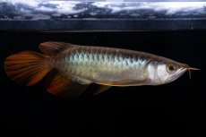 画像6: メタルレッド F4 NO.19（ディナミカカプアス産） (6)