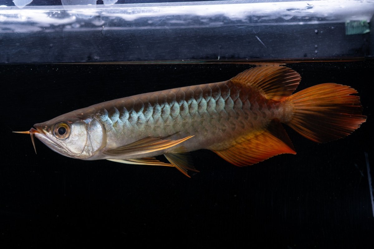 画像9: メタルレッド F4 NO.19（ディナミカカプアス産） (9)