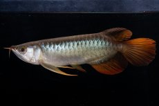 画像14: メタルレッド F4 NO.19（ディナミカカプアス産） (14)