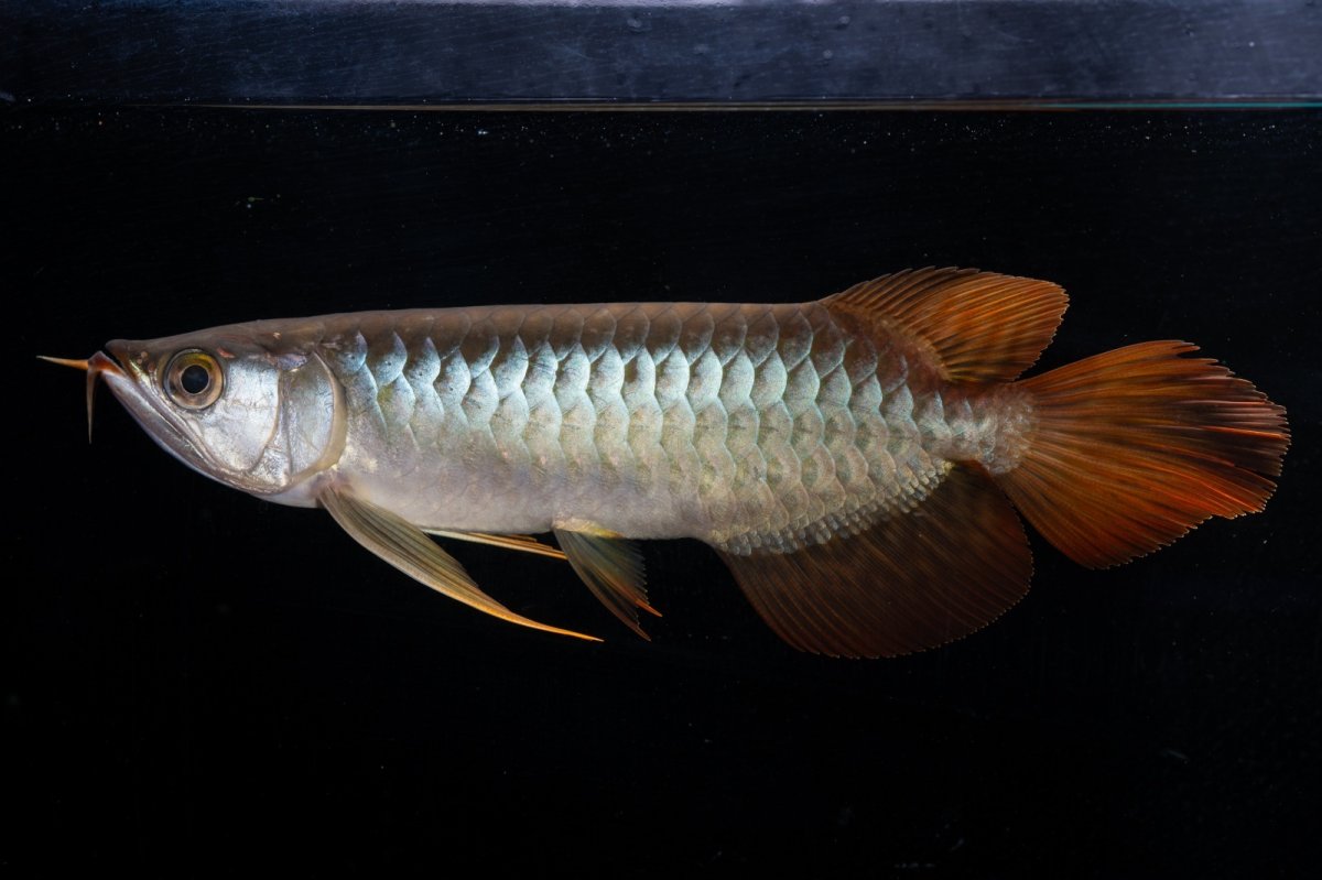 画像7: メタルレッド F4 NO.19（ディナミカカプアス産） (7)