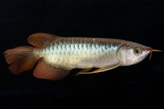 画像4: メタルレッド F4 NO.19（ディナミカカプアス産） (4)